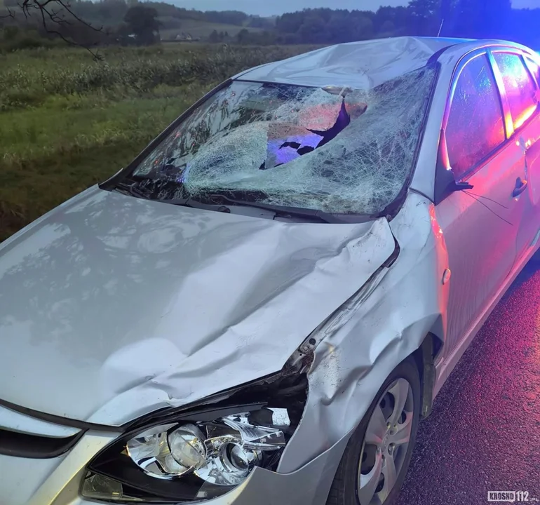 Jeleń wbiegł prosto pod auto w Rymanowie